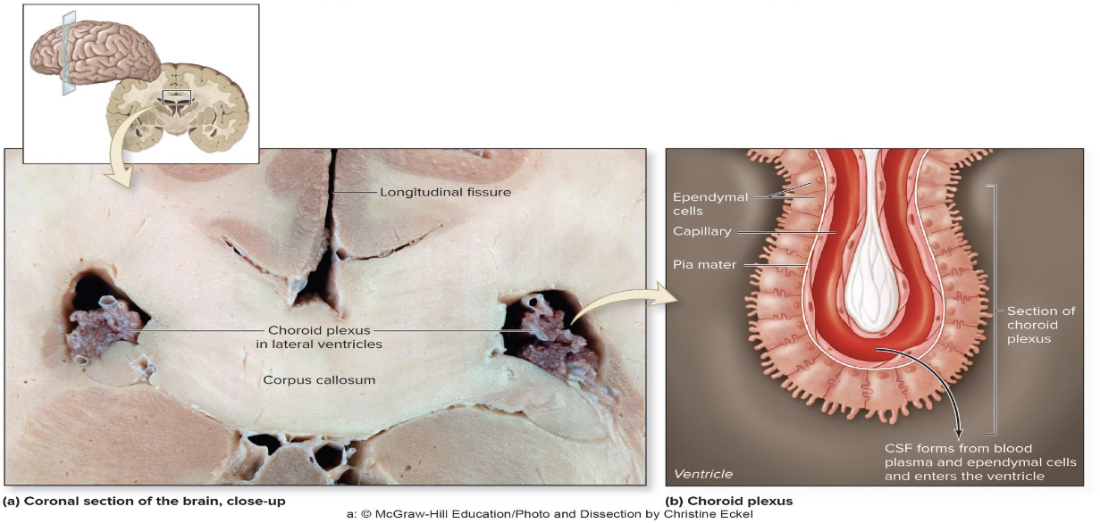 <p><strong>Formation of CSF</strong></p><ul><li><p>Where is CSF formed?</p><ul><li><p>What structures make up the choroid plexus?</p></li></ul></li></ul><p></p>