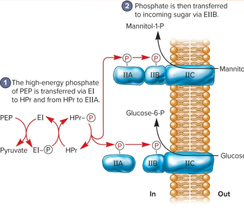 <p>-modification of a molecule as it passes through the membrane</p><p>Example:</p><p>-Phosphoenolpyruvate sugar phosphotransferase system (PTS): glucose is phosphorylated as it moves into cell</p><p>-Important because glucose is permeable to the membrane and adding P prevents diffusion</p><p>-Fueled by the transfer of phosphate from PEP eventually to the sugar</p>