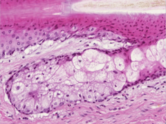 <p>Identify</p>