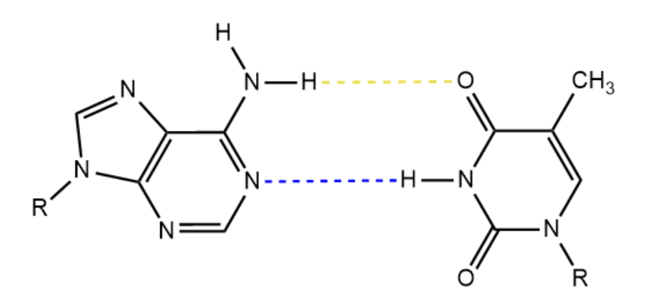 <p>what two bases are taking part in these hydrogen bonds</p>