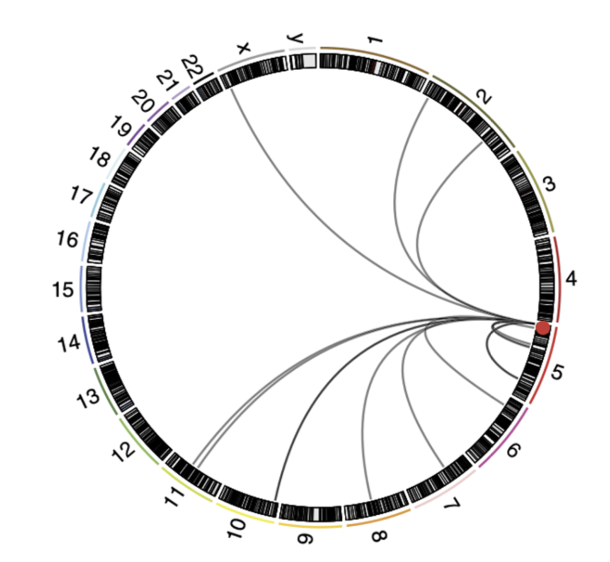 <p>Map of chromosomal rearrangements involving TERT locus (red spot)</p><p>TERT, ATRX and MycN mutations are mutually exclusive, suggesting they eat promote individual pro-tumourigneic mechanisms </p><ul><li><p>all correlated with high-risk cancer and poor prognosis</p></li></ul><p></p>
