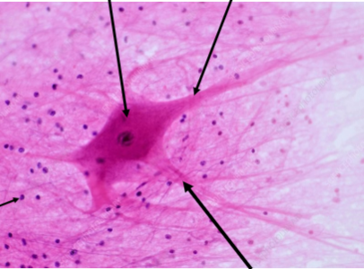 <p>Slide 34</p>