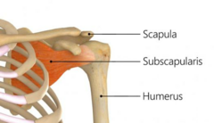 <p>Subscapular fossa of scapula</p>
