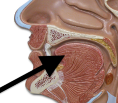 <p>What tissue lines the surface of the tongue?</p>