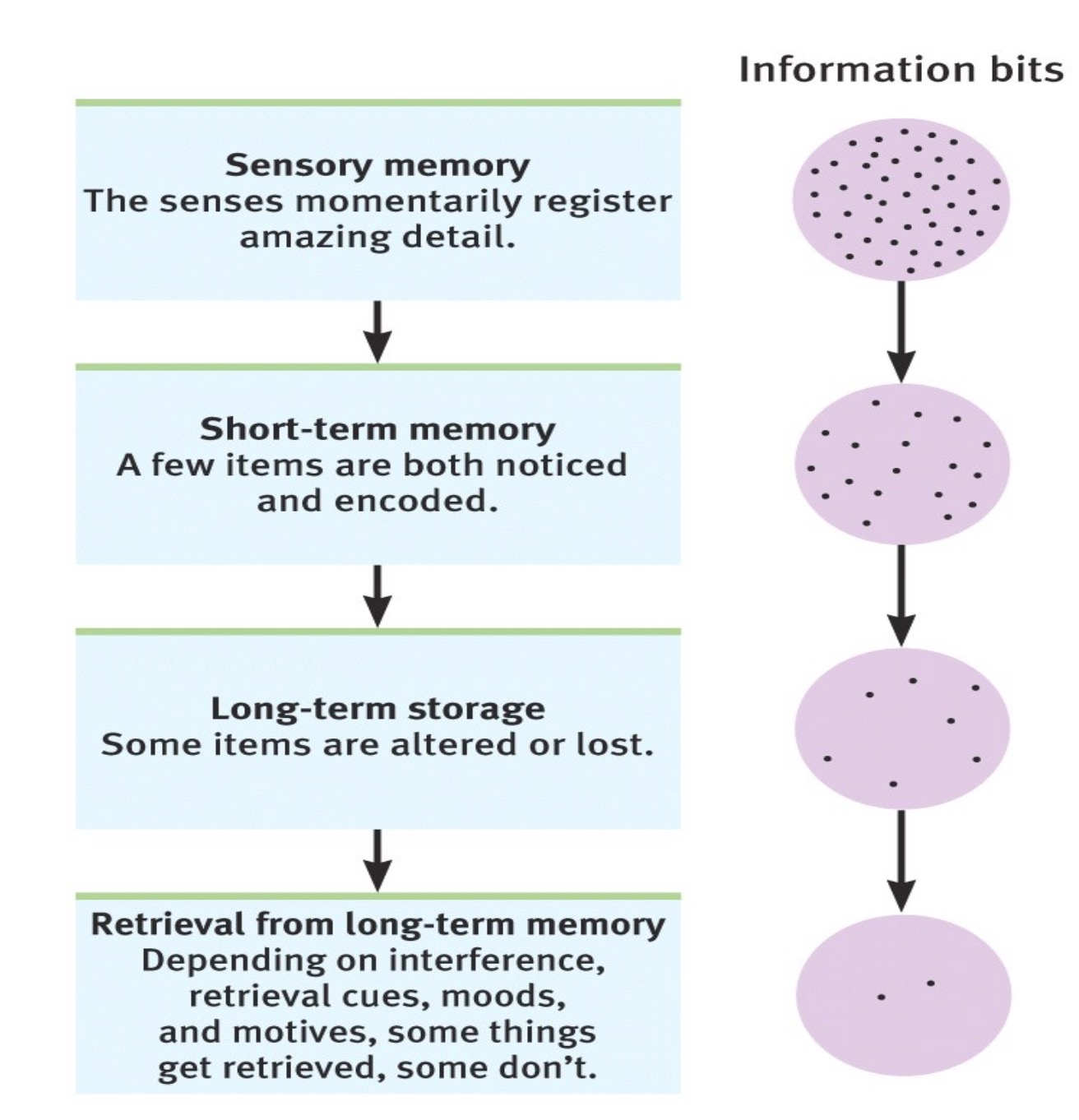 <p><span><span>Forgetting can occur at any memory stage. We filter, alter, or lose much information during these stages.</span></span></p>