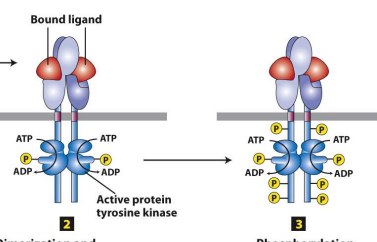 <p>Phosphorylated receptors are “activated”</p><ul><li><p>the receptor recruits or binds to proteins through its phosphorylated tyrosines</p></li></ul><p></p>