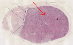 <p>Identify this area</p>