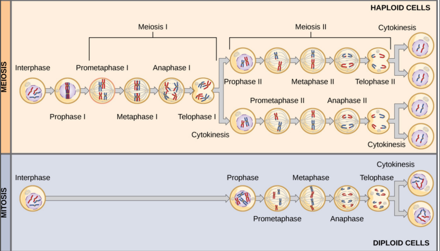 <p>Mitosis is a single nuclear division that results in two daughter cells identical to the parent cell. </p><p>• Meiosis is two nuclear divisions that results in four daughter cells with half the number of chromosomes as the parent cell.</p><p>At metaphase of mitosis, individual chromosomes line up at the metaphase plate with the sister chromatids separating into the newly formed daughter cells.</p><p> • At metaphase I of meiosis, homologous pairs of chromosomes line up at the metaphase plate and each chromosome (composed of two sister chromatids) separates from its pair into the newly formed daughter cells.</p><p>Synapsis and crossing over between nonsister chromatids of a homologous pair occur in prophase I of meiosis only, never in mitosis.</p><p>Cells produced by mitosis will function in different parts of the body as a part of growth or replacing dead or damaged cells; they may even be involved in asexual reproduction in some organisms.</p><p> • Cells produced by meiosis in a diploid-dominant organism will only participate in sexual reproduction.</p>