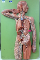<p>organ near the stomach that produces, stores, and eliminates blood cells</p>