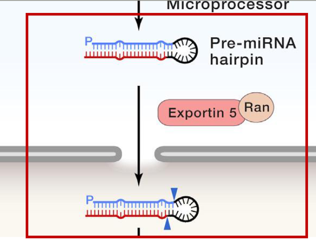 <p>Export of the pre-miRNA hairpin to the cytosol</p><ul><li><p>transport complex is formed by Exportin 5 (EXP5) plus Ran (a GTP-binding protein)</p><ul><li><p>nucleic acids don’t have export signals, so it hitchhikes uses EXP5/Ran complex</p></li></ul></li><li><p>GTP is hydrolyzed upon transport of the pre-miRNA thru the nuclear pore. This causes release of the pre-miRNA from the transport complex into the cytosol (complex becomes inactive)</p></li></ul><p></p>