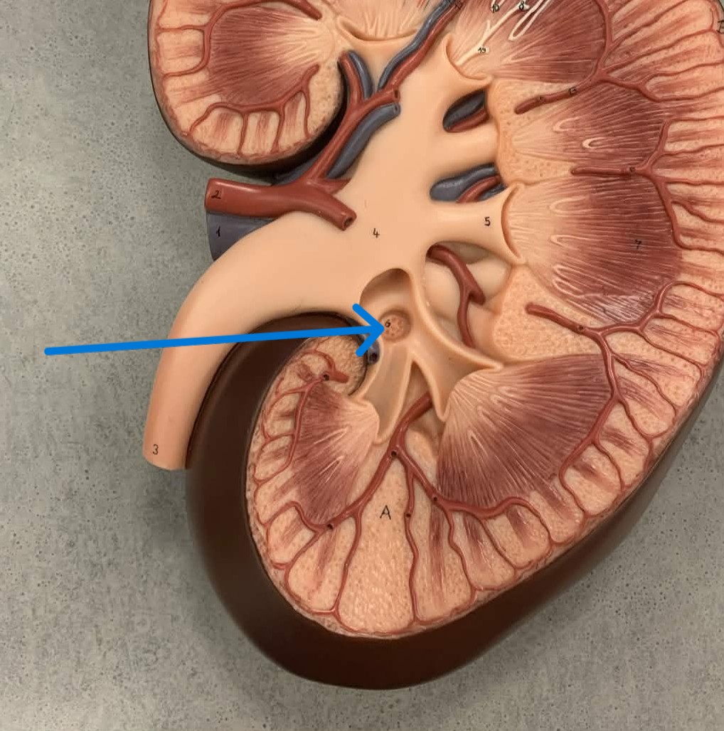 <p>Which part of the kidneys:</p><ul><li><p>Funnel-shaped, connect to pyramids</p></li></ul><p></p>