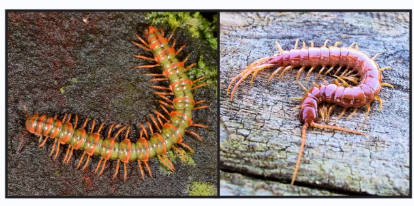 <p></p><p>Batesian mimicry is a biological strategy when one non-toxic species evolves to resemble another toxic species. </p>