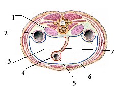 <p><span>On the image below, arrow 4 marks</span></p>