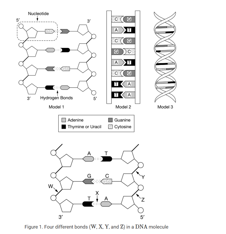 <p>Figure 1 represents a segment of DNA. Radiation can damage the nucleotides in a DNA molecule. To repair some types of damage, a single nucleotide can be removed from a molecule and replaced with an undamaged nucleotide. Which of the four labeled bonds in Figure 1 could be broken to remove and replace the cytosine nucleotide without affecting the biological information coded in the DNA molecule?</p><p>A) Bond X only</p><p>B) Bond W only</p><p>C) Bonds Y and Z at the same time</p><p>D) Bonds W and Z at the same time</p>