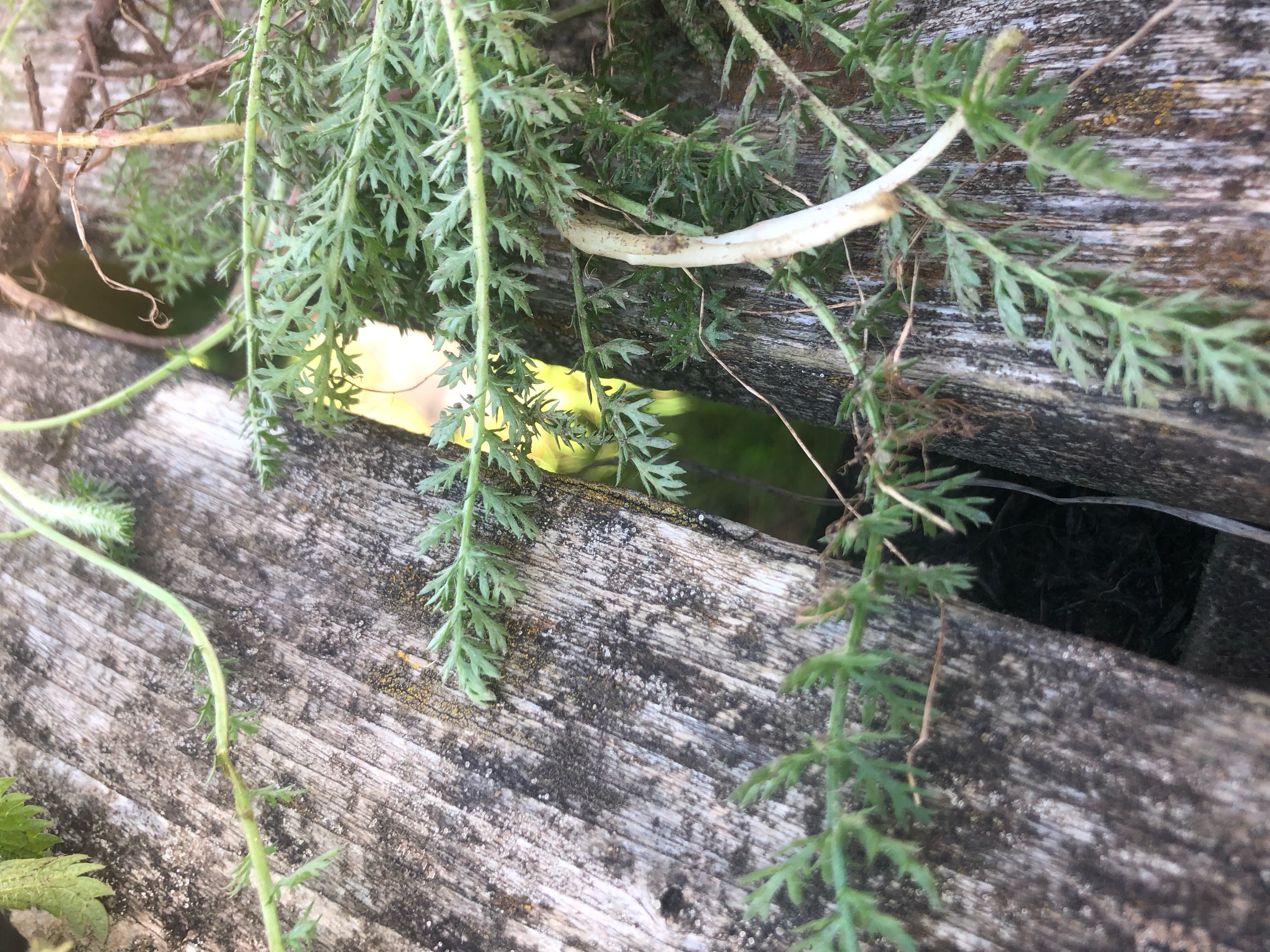<p>Common Yarrow Latin name</p>