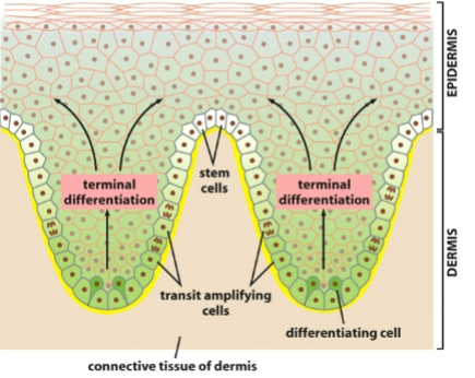 <ul><li><p>variable; fast (intestinal epithelium replaced weekly) or slow (large glands)</p></li><li><p>in stratified layers, mitosis only occurs in cells at basal layer</p></li><li><p>rapid repair and replacement of damaged cells</p></li></ul><p></p>