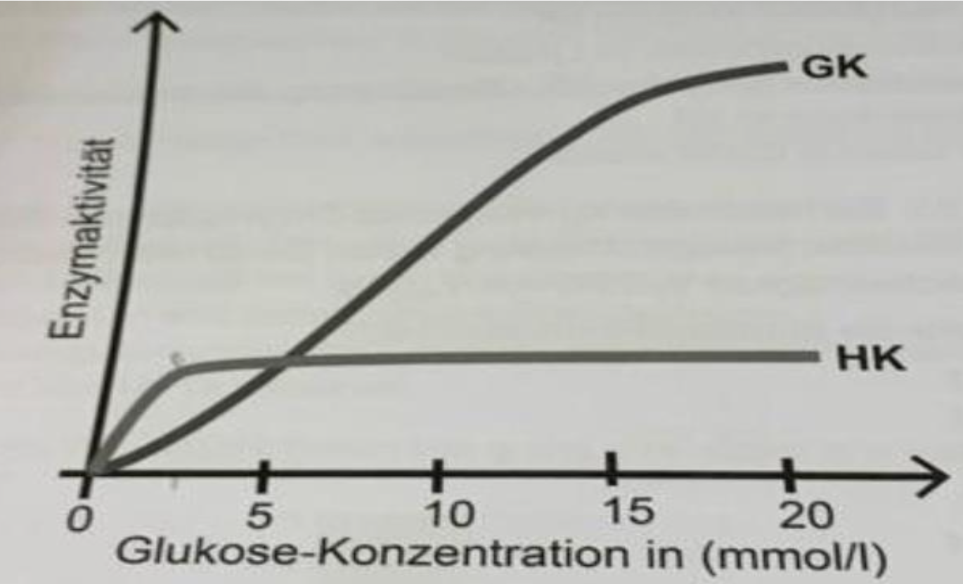 <p><strong>BioChem</strong></p><p class="p1">Gezeigt ist die Abhängigkeit der Reaktionsgeschwindigkeit von der Glukose-Konzentration für die beiden Isoenzyme Hexokinase I und IV (auch Hexokinase (HK) und Glukokinase (GK) genannt):</p><p class="p1">Welche Aussage zur Aktivität beider Isoenzyme lässt sich aus diesem Diagramm ableiten?</p><p class="p1">(A) Die GK hat eine höhere Maximalaktivität (V_max) als die HK</p><p class="p1">(B) Die GK hat einen niedrigeren KM-Wert als die HK.</p><p class="p1">(C) Die GK ist bei normalen Blutzuckerspiegel (4-6 mM) maximal aktiv</p><p class="p1">(D) Die HK bindet Glukose kooperativ</p><p class="p1">(E) Die HK hat eine niedrigere Affinität zu Glukose als die GK</p>