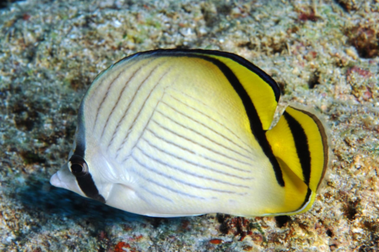 <p>Chaetodon vagabundus</p>