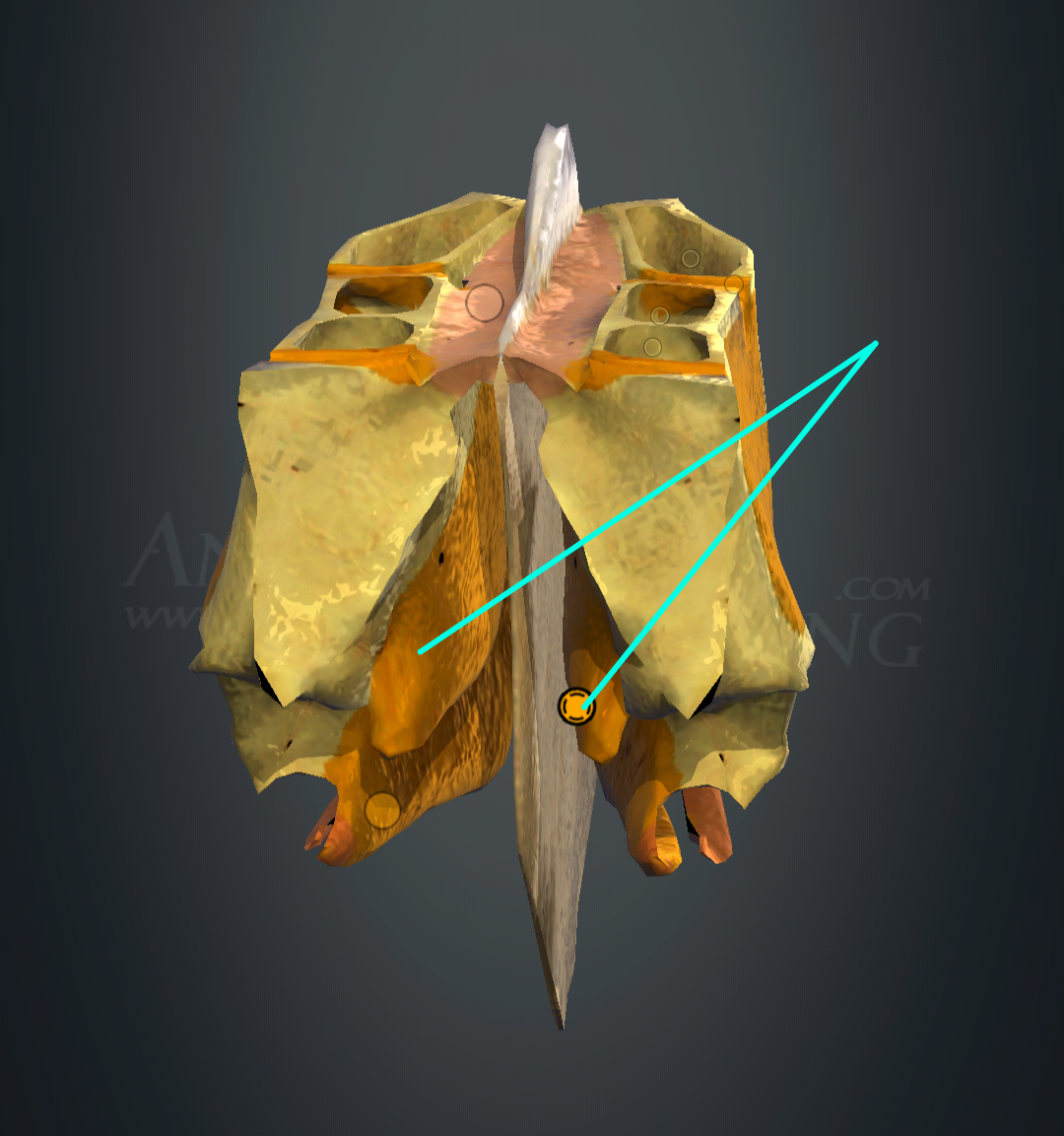 <p>concha nasalis superior</p>