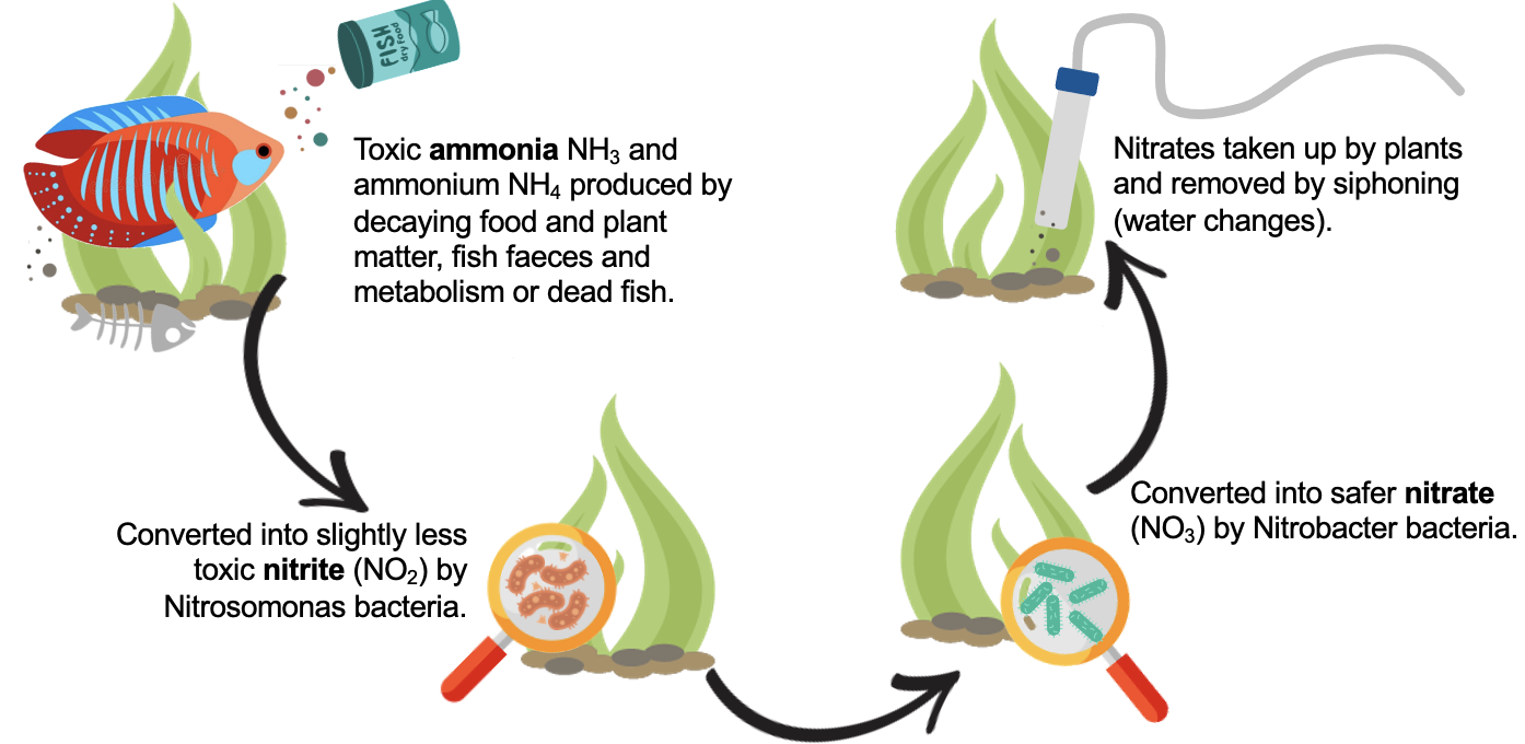 knowt flashcard image