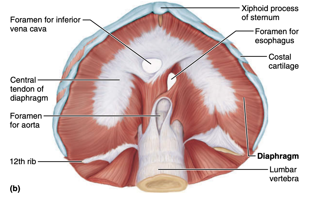 <ol><li><p>diaphragm</p></li><li><p>deltoid + teres minor</p></li><li><p>posterior arm + forearm muscles</p></li><li><p>biceps brachii + brachioradialis</p></li></ol><p></p>