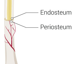 <p>Endosteum (Inside)</p>