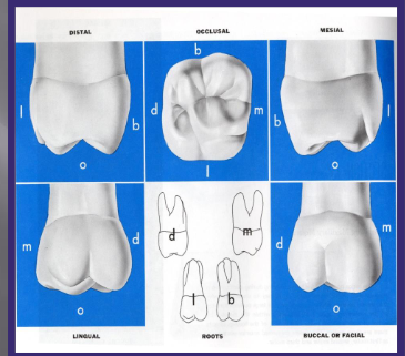 <p>Largest maxillary teeth</p><p>Form from 5 lobes</p><p>Crown is broad MD and just slightly wider BP</p><p></p>