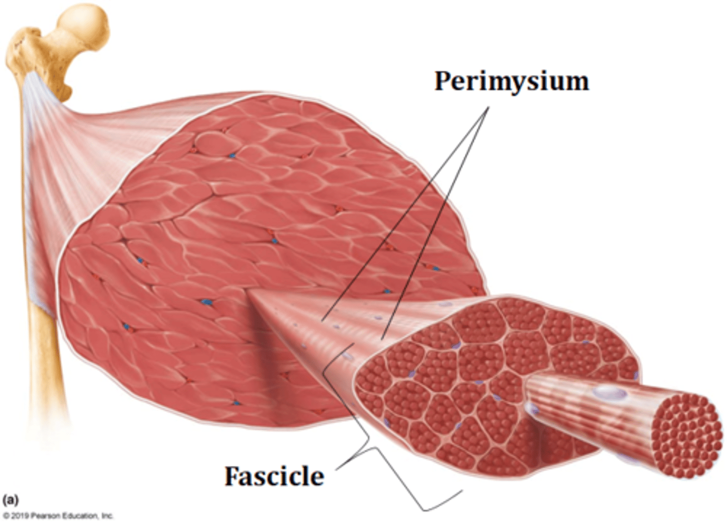 <p>perimysium</p>