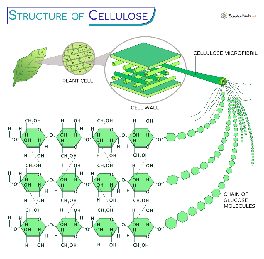 <p>Structure: chains of b-glucose where every other molecule is rotated 180º. Many chains joined together by H bonds to form large sheet of cellulose</p><p>Function: Cell wall of plants - strong (many H bonds) and water insoluble.</p>