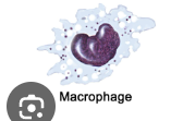 <ul><li><p>type of white blood cell</p></li><li><p>Arrive after neutrophils and continue phagocytic activity </p></li></ul><p></p>