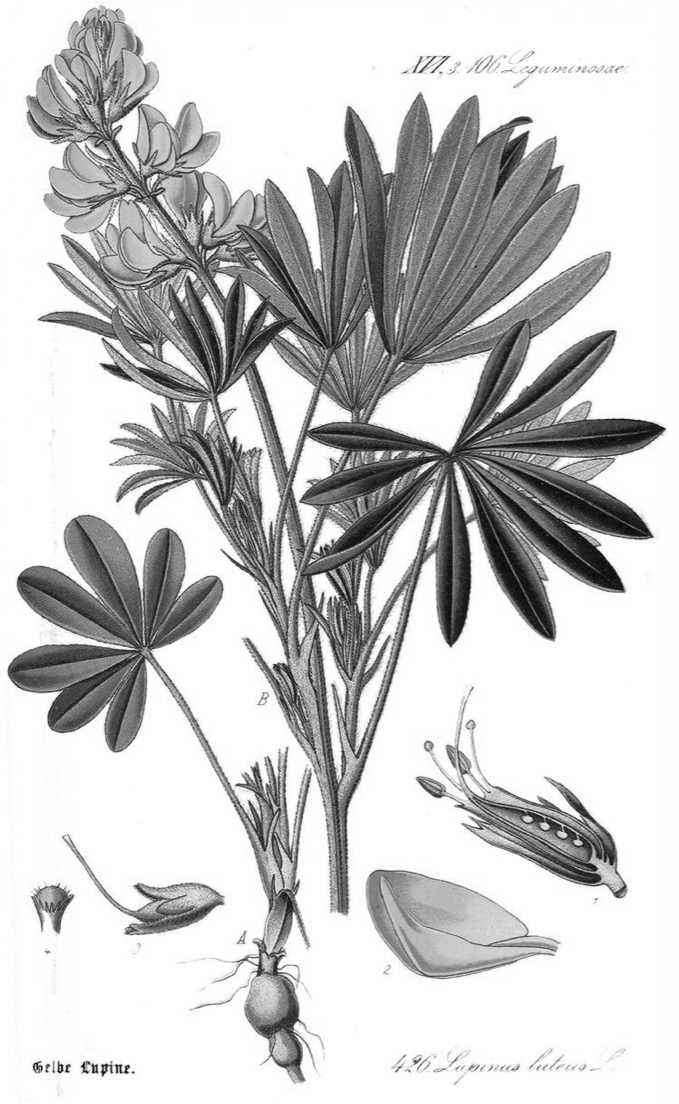 <p>Lupin</p><p>Lupinus sp</p><p>FABACEE</p><p>TOXIQUE</p>