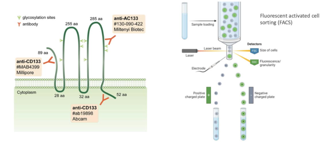 <p><span style="background-color: inherit; line-height: 22px; color: windowtext;">Use markers to isolate stem cells&nbsp;</span><span style="line-height: 22px; color: windowtext;">&nbsp;</span></p><ul><li><p class="Paragraph SCXO124213417 BCX0" style="text-align: left;"><span style="background-color: inherit; line-height: 22px; color: windowtext;">Commercial organisations released Abs that bind to CD133, bind to cells and isolaye the cells</span><span style="line-height: 22px; color: windowtext;">&nbsp;</span></p></li><li><p class="Paragraph SCXO124213417 BCX0" style="text-align: left;"><span style="background-color: inherit; line-height: 22px; color: windowtext;">Eg through fluorescence activated cell sorting dependent on if they're positive for CD-133 or not&nbsp;</span><span style="line-height: 22px; color: windowtext;">&nbsp;</span></p></li></ul><p></p>