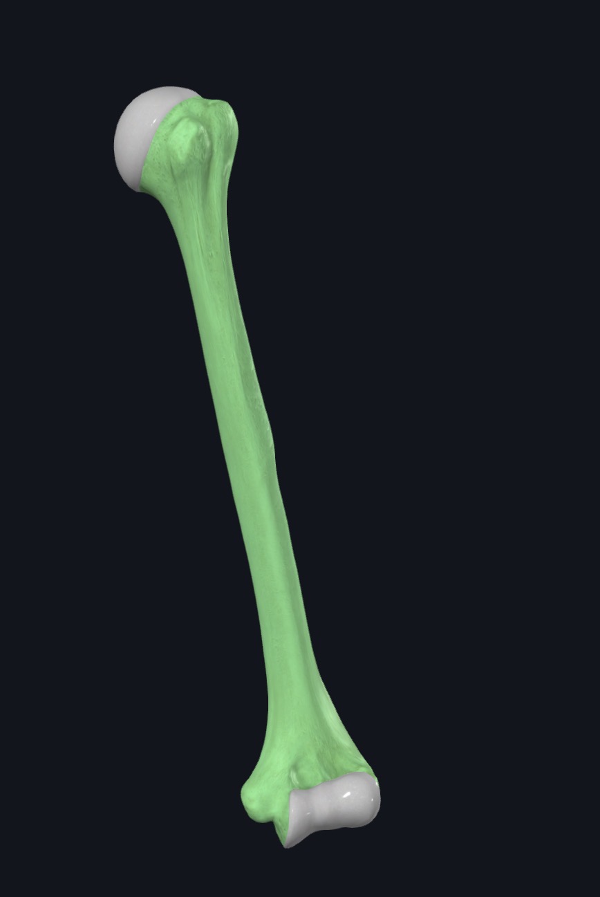 <p>Anterior or Posterior. </p>