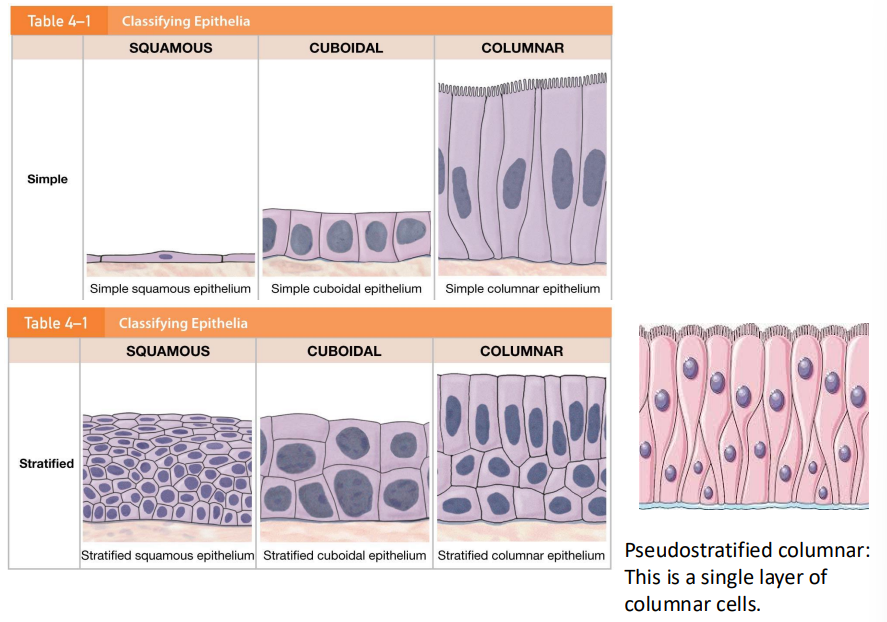<p>Classification of Epithelial Tissues</p>
