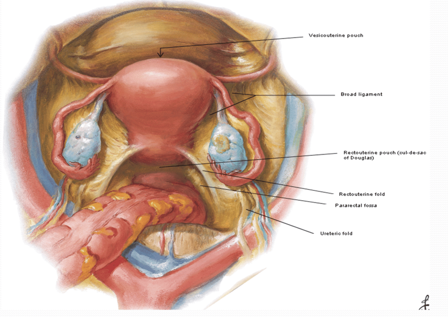 <p>The Broad ligament of uterus (F) is a double peritoneal fold extending between what? What does it contain? (4)</p>