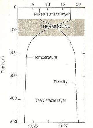 <p>thermocline</p>