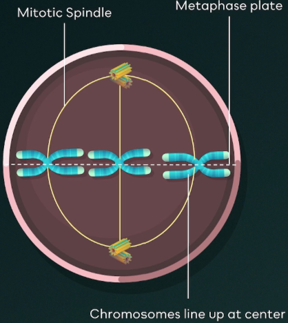 <ul><li><p><span style="background-color: transparent;">Chromosomes are lined up at the center of the cell (metaphase plate).</span></p></li><li><p><span style="background-color: transparent;">Centrosomes have reached opposite ends of the cell.</span></p></li><li><p><span style="background-color: transparent;">Mitotic spindle is fully developed.</span></p></li><li><p><span style="background-color: transparent;">All chromosomes are attached to spindle fibers via kinetochores.</span></p></li><li><p><span style="background-color: transparent;">Karyotyping is performed here.</span></p></li></ul><p></p>