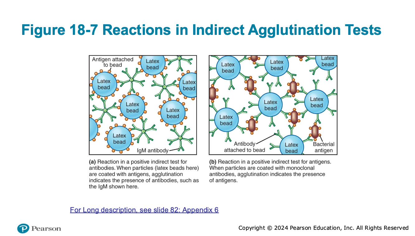 <ol><li><p>attach antigen or antibody to particles like latex beads</p></li><li><p>add patient sample</p></li><li><p>if target is present = beads clump</p></li></ol><p></p>