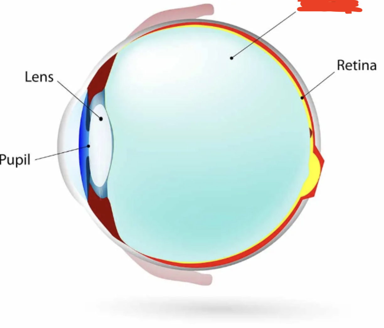 <p>Gel that maintains eye shape.</p>