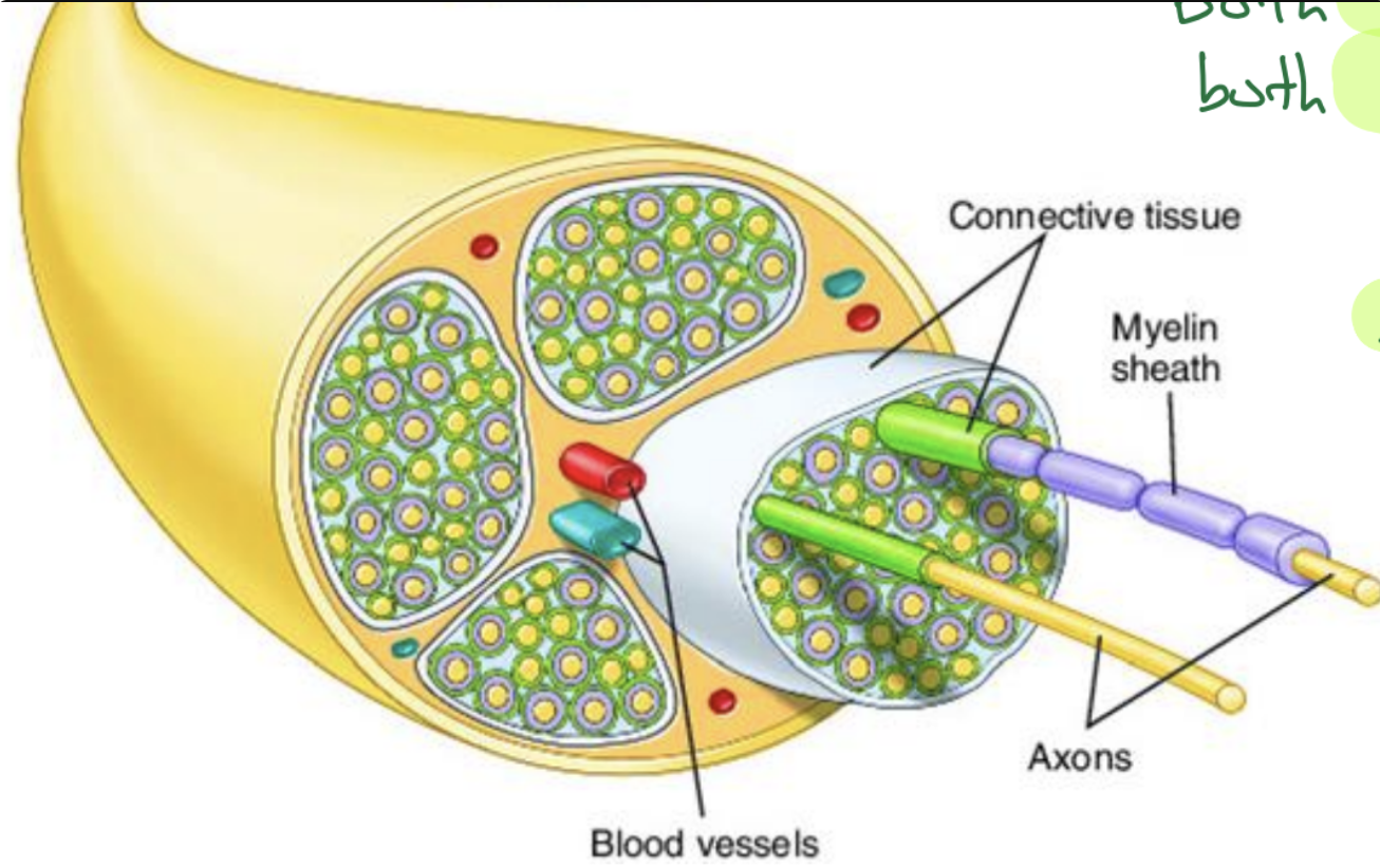 <ul><li><p>bundles of axons of neurons</p></li><li><p>contains both</p><ul><li><p>sensory and motor neurons</p></li><li><p>myelinated and unmyelinated</p></li></ul></li><li><p>nerve fibers are bundled together inside protective sheath of connective tissue</p></li></ul><p></p>