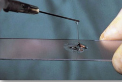 <p>Is this a normal characteristic of joint fluid? What is it called when this happens?</p>