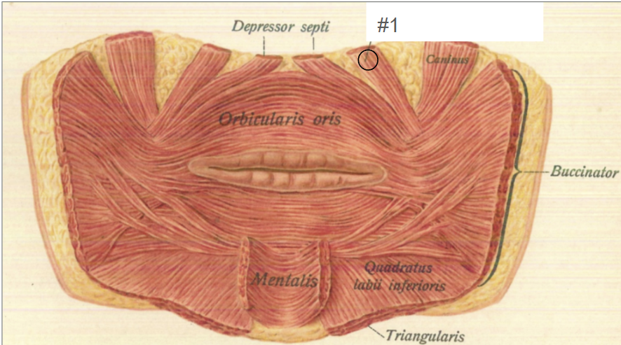 <p>What muscle is #1?</p>