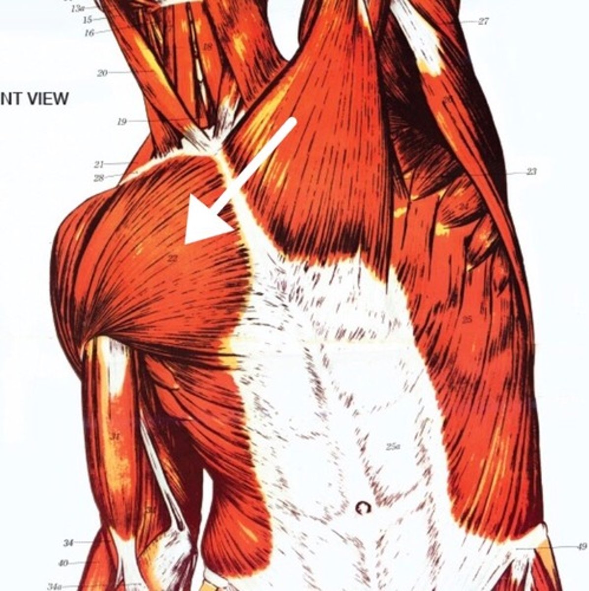 <p>What is this muscle?</p>