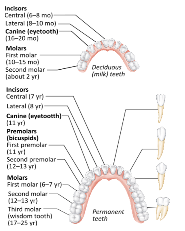 <p><span>How many total permanent teeth should an adult have, assuming none have been lost or removed?</span></p><table style="min-width: 25px;"><colgroup><col style="min-width: 25px;"></colgroup><tbody><tr><td colspan="1" rowspan="1" style="margin: 0px; padding: 0.3em; position: relative;"><p>8 &nbsp; &nbsp; &nbsp; &nbsp;</p></td></tr><tr><td colspan="1" rowspan="1" style="margin: 0px; padding: 0.3em; position: relative;"><p>16 &nbsp; &nbsp; &nbsp; &nbsp;</p></td></tr><tr><td colspan="1" rowspan="1" style="margin: 0px; padding: 0.3em; position: relative;"><p>20 &nbsp; &nbsp; &nbsp; &nbsp;</p></td></tr><tr><td colspan="1" rowspan="1" style="margin: 0px; padding: 0.3em; position: relative;"><p>32</p></td></tr></tbody></table><p></p>