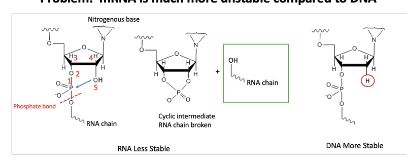 <p>unstable than DNA </p>