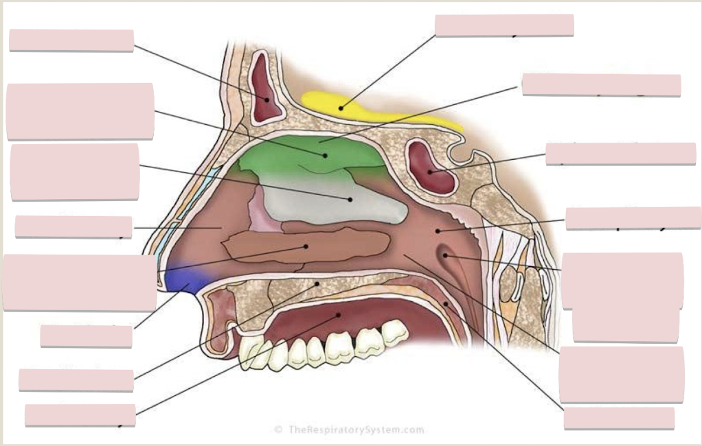 <p>Label the figure</p>