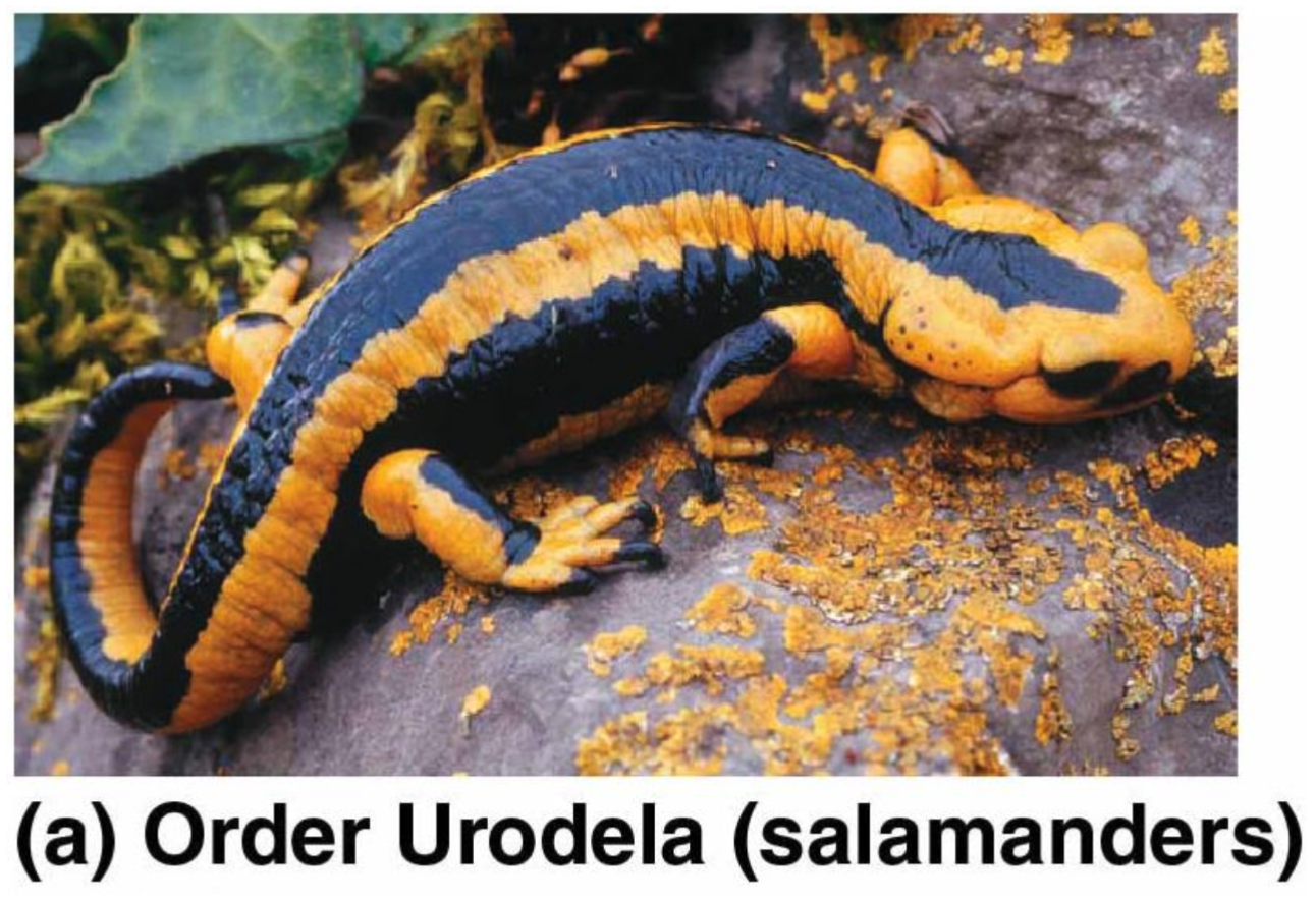 <p>Salamanders (Urodela)</p>