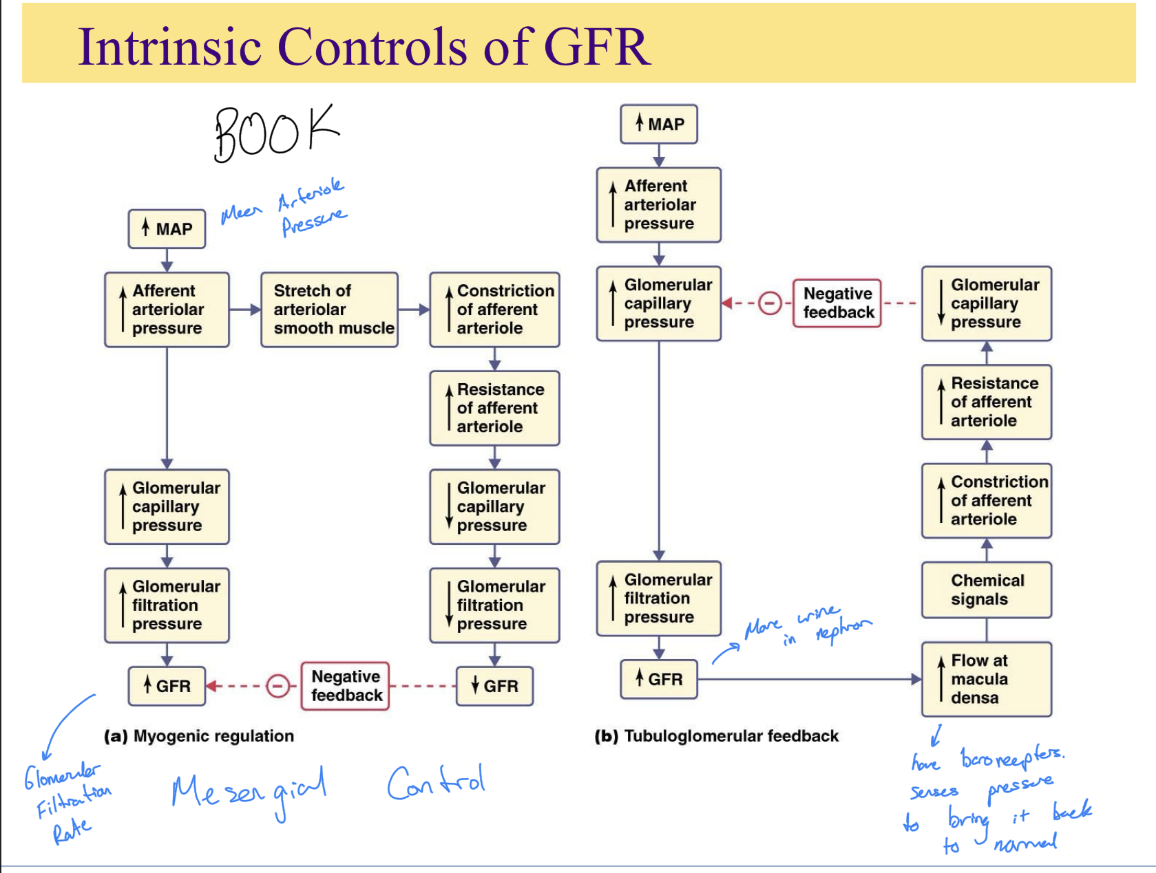 <p> (KNOW/UNDERSTAND PATHWAYS)</p>