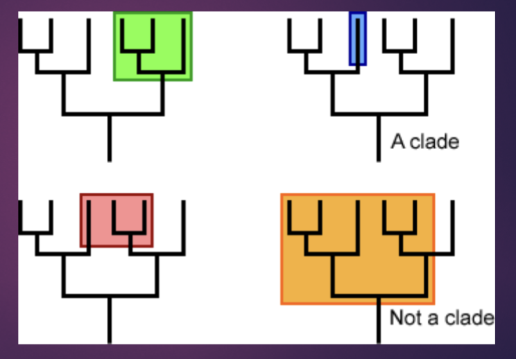 <p>Includes the most recent common ancestor and all its descendents</p>