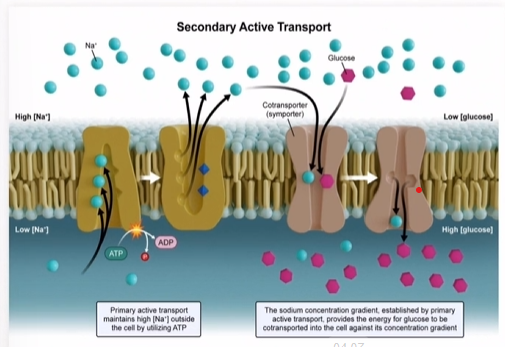 <p>uses the energy from one molecule moving down its electrochemical gradient to drive transport of another molecule </p><p></p><p>it requires energy to establish the initial concentration gradient (needs primary active transport )</p>